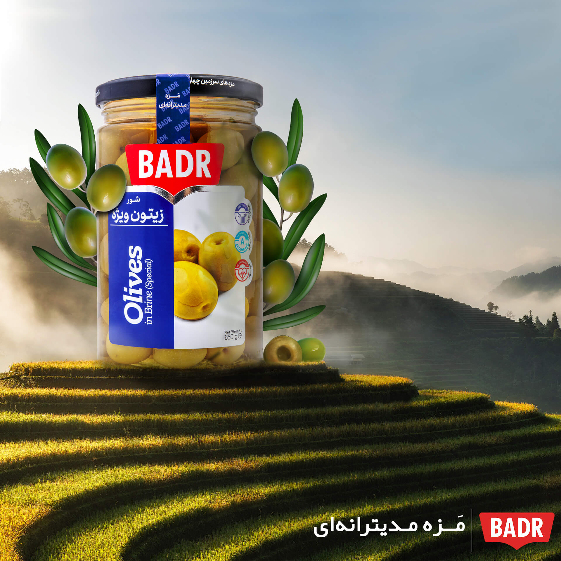 طراحی زیتون بدر